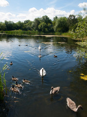 Swans with signets and ducks
