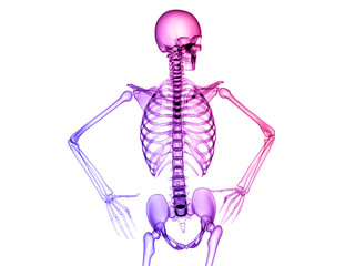 X RAY SKELETON 3D RENDER
