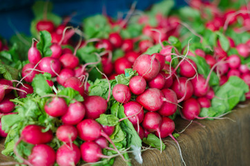Freshly harvested, purple colorful radish. Growing radish. Growing vegetables.