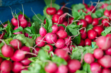 Freshly harvested, purple colorful radish. Growing radish. Growing vegetables.