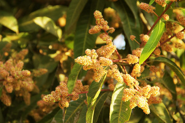 Branches with flowers