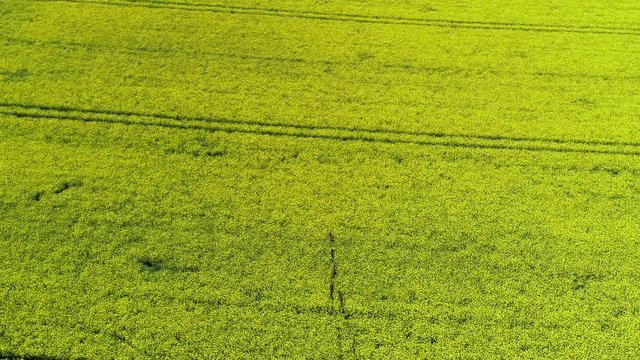 Damhirsche fl&uuml;chten durch ein Rapsfeld - Vogelperspektive 