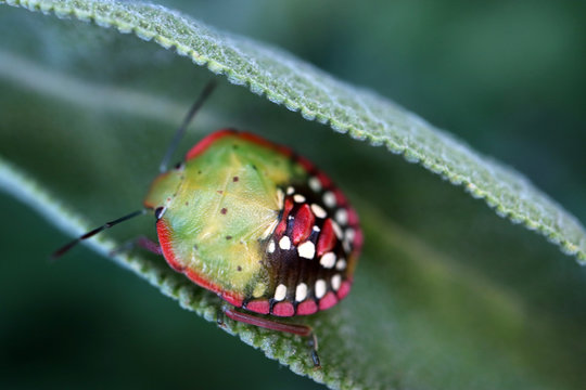 Colorful bug
