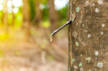 Natural latex para dripping from a rubber tree at a rubber tree plantation