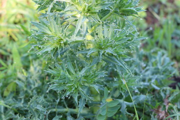 Thorny plant growing in a meadow