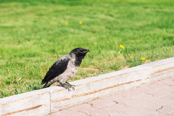Black crow walks on border near gray sidewalk on background of green grass with copy space. Raven on pavement. Wild bird on asphalt. Predatory animal of city fauna. Plumage of bird is close up.