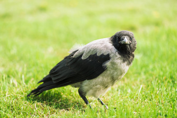 Black crow walks on green lawn with copy space. Raven on grass. Wild bird on meadow. Predatory animal of city fauna. Plumage of bird is close up. Detailed background of body of animal.