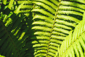 Large green leaves of fern close-up. Detailed background of big foliage with copy space. Textured leaf of polypodiales.