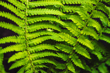 Large green leaves of fern close-up. Detailed background of big foliage with copy space. Textured leaf of polypodiales.