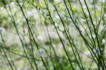 Anthericum ramosum - lush grassy plant with white, bell-shaped flowers