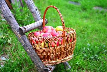 Fototapeta na wymiar Village apple harvest in basket