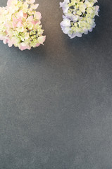 hydrangea inflorescence floral concept backdrops