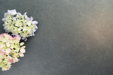 hydrangea inflorescence floral concept backdrops