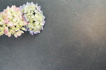 hydrangea inflorescence floral concept backdrops