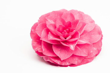 pink camellia blossom floral theme backdrops