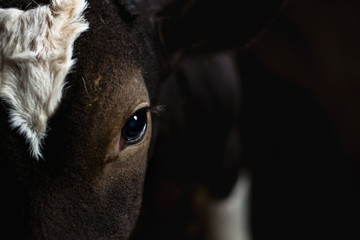 eye of a brown calf close-up. Beautiful animal eyes on the farm