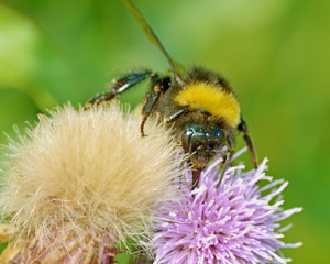 A bumblebee collects nectar from a flower.