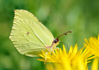 Butterfly drinks nectar from a flower.