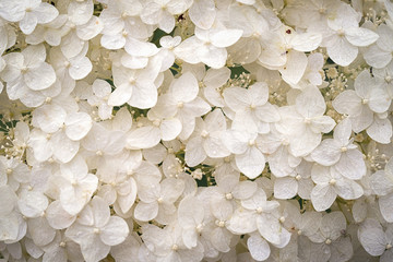 white hydrangea flowers tender romantic floral background for wedding.
