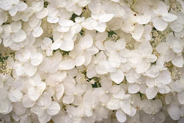 Poster witte hortensia bloemen tedere romantische bloemenachtergrond voor bruiloft. © elen31