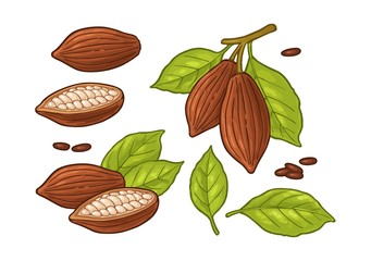 Fototapeta premium Leaves and fruits of cocoa beans. Vector vintage color illustration