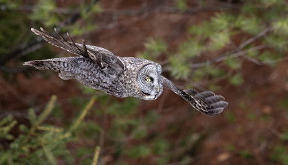 Great Gray Owl 