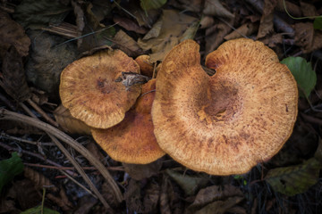 Champignons en fôret