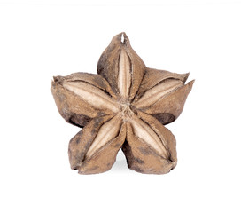 Plukenetia volubilis or sacha inchi peanut seed on white background.