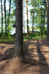 Obraz premium The metal rusty chain is fixed by a special construction to the pine for the person to be attached to it and practicing bdsm in nature. reportage shooting.