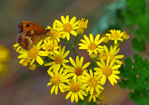 Gatekeeper Butterfly on  Common Ragwort flower.