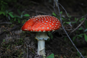 red mushroom in the forest in Turkey