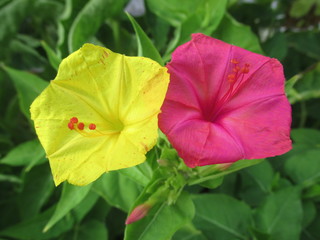 colorful evening flower