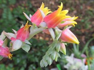 yellow red cactus fower