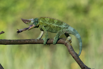 Naklejka premium Chameleon Furcifer pardalis Ambolobe 2 years old, Madagascar endemic Panther chameleon in angry state, pure Ambilobe (Chamaeleoninae)
