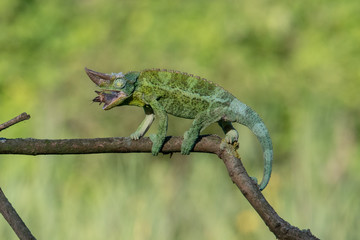 Chameleon Furcifer pardalis Ambolobe 2 years old, Madagascar endemic Panther chameleon in angry state, pure Ambilobe (Chamaeleoninae)
