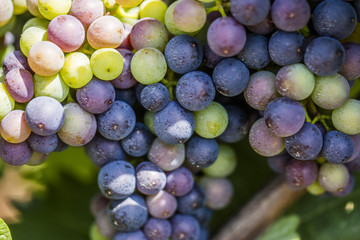 green and blue grapes in vineyard