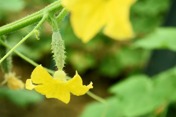 young cucumber on bush in greenhouse