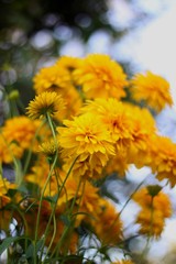 bright yellow flowers near a country house on a summer day
