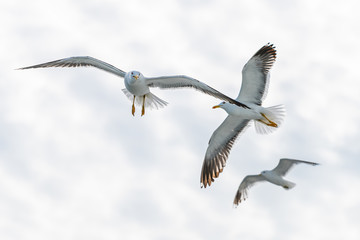 The great black-backed gull in flight above the Baltic sea of Estonia