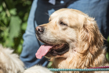 Portrait of golden retrievers dog walking in belgium