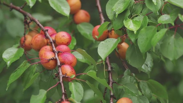 Rugged, juicy, orange, bright, delicious apricots on the branch with water drops in the garden. Plant in the rain, close up, dynamic scene, toned video.