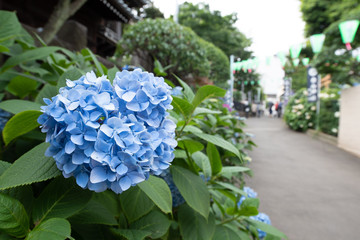 紫陽花,hydrangea