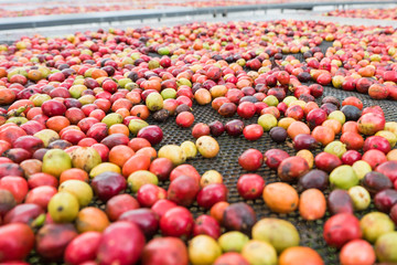 Dried coffee cherries,selective focus