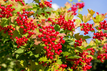Red berries of guelder rose on the bush on a sunny summer day_