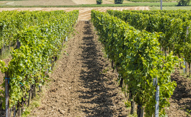 green vineyard rows