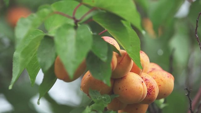 Rugged, juicy, orange, bright, delicious apricots on the branch with water drops in the garden. Plant in the rain, close up, dynamic scene, toned video.