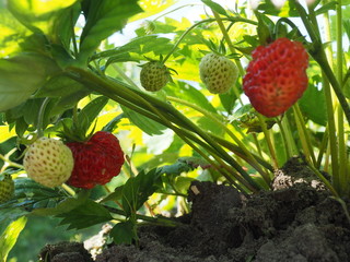 Stramberries - 214111568