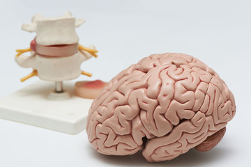 Brain model and lumbar spine model on white background
