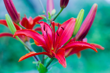 red Lily flower in the garden, close-up