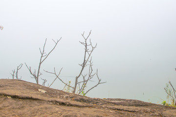 Dry branches and mist